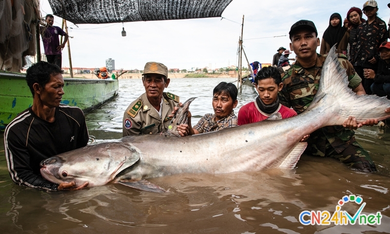 bat 6 con ca tra dau khong lo song mekong