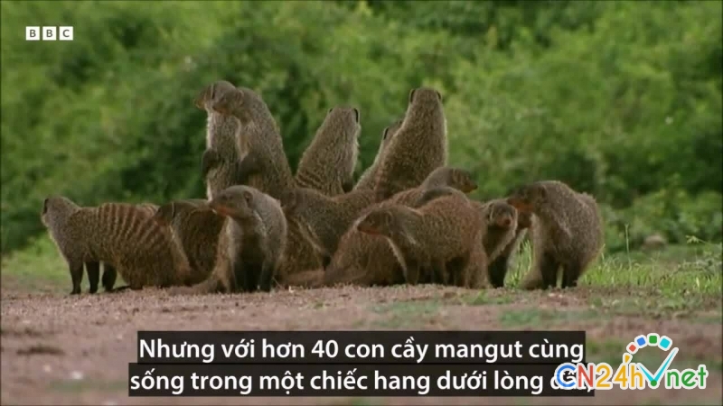 chien luoc sinh con dong loat cua cay mangut