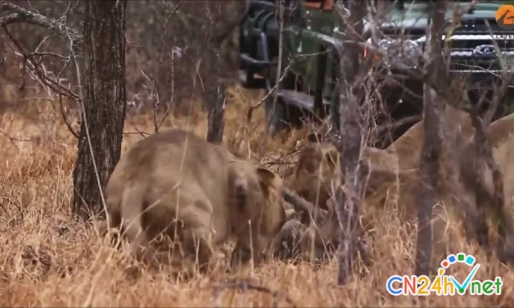 dan su tu xum lai loi lon buou ra khoi hang