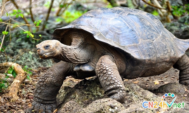 galapagos tung tieu diet de xam hai de cuu rua khong lo