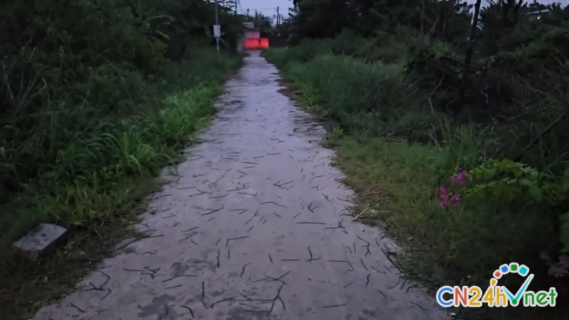 hang nghin giun dat bo len tuong nha dan vung tau