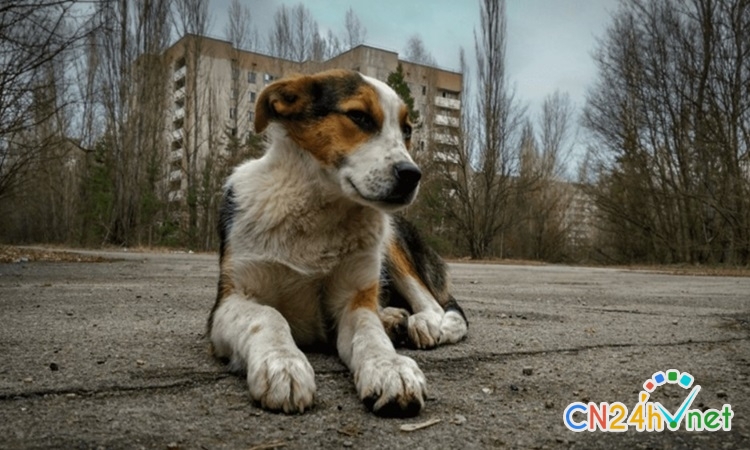 kha nang tien hoa nhanh cua cho o chernobyl