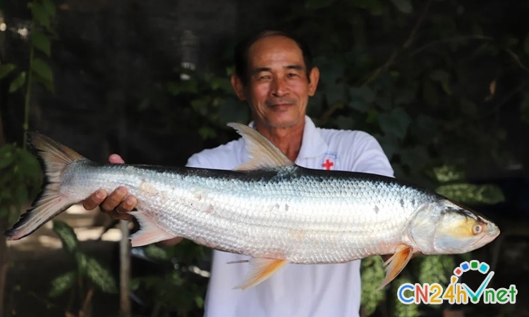 loai ca khong lo tai xuat tren song mekong sau 20 nam