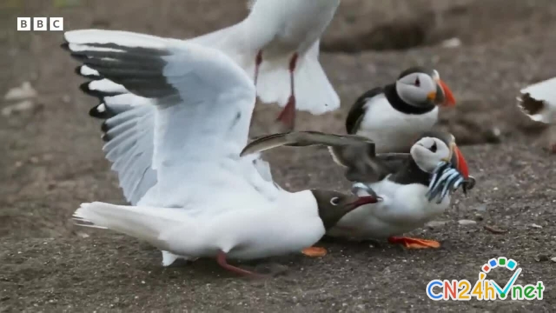 mong bien cuop ca trong mo hai au