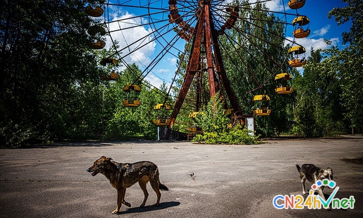 nhung sinh vat dot bien o vung cam chernobyl